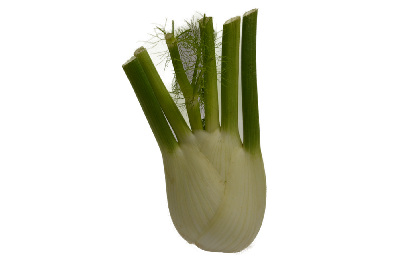 Fenchel